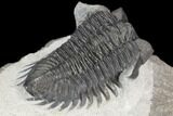Coltraneia Trilobite Fossil - Huge Faceted Eyes #125239-3